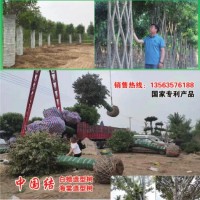 中国结节树 中国结白蜡树 山东明烁农林科技 白蜡造型树