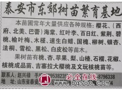 泰安果树网 泰山樱花树价格 泰山樱花基地 专供樱花树 樱花图1