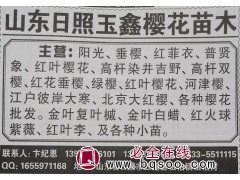 各种樱花批发 山东樱花基地 山东苗木网 销售多系列樱花树图1