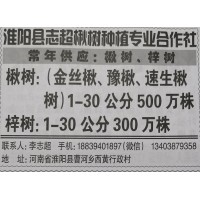 1-30公分500万株楸树 金丝楸、豫楸、速生楸树 周口楸树