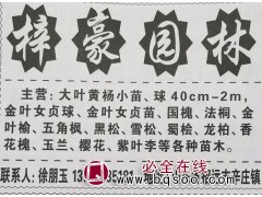 0.4m-2m大叶黄杨小苗/球 烟台苗木网 烟台大叶黄杨基地图1