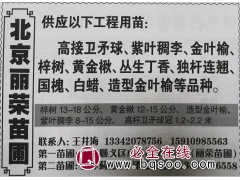 梓树13-18公分现货供应 北京梓树基地 北京苗木网 梓树苗图1