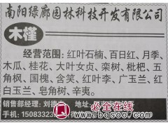 河南木槿基地 专业供应木槿苗木 南阳绿廊园林 南阳苗木网图1