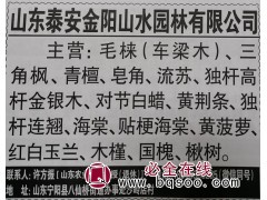 供应毛梾木 泰安毛梾木基地 泰安金阳山水园林 毛梾小苗供应图1