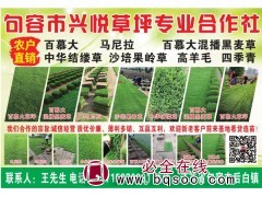 农户直销农户百慕大马尼拉草坪 现货草坪供应基地 兴悦草坪图1