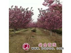 樱花树批发，青艺樱花树苗木基地，15公分樱花树价格 樱花图1