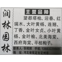 河北苗木网 润林园林专供望都塔桧 塔桧苗 塔桧精品树价格