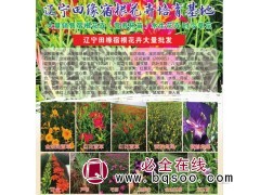 金娃娃萱草500万株现货供应 鞍山萱草钵苗大量供应 田缘花卉图1