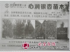 主营1-80公分银杏苗木 银杏树基地 心润银杏苗木基地 银杏图1