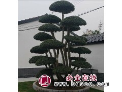 专业供应大型对节白蜡造型树 对接白蜡景观大树 泰安中兴园林图1