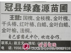 供应国槐、金枝国槐，金叶槐精品苗 冠县苗木基地 聊城苗木网图1