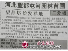 专业望都塔桧 望都塔桧发源地 河北苗木网 望都塔桧大量供应图1