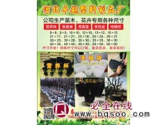 卓越塑料制品厂生产苗木花卉专用各种营养钵 美植袋 育苗盘图1