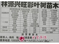 主要经营黄金枫系列，辽宁黄金枫基地 清原林源兴旺彩叶树苗基地图1