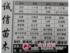 1-7米云杉精品树 辽宁清原诚信苗木基地 云杉苗 辽宁苗木网图1