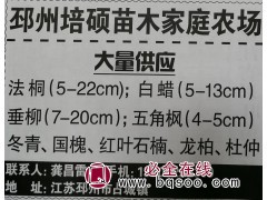 邳州苗木网 邳州培硕苗木家庭农场 供应5-22公分法桐 法桐图1