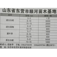 主营速生白蜡3-15公分 山东白蜡网 山东东营顺河苗木基地