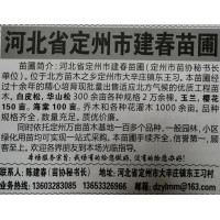 白皮松、华山松300亩现货供应 河北苗木网 定州建春苗圃基地