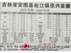 常年供应15-50公分红松苗 吉林苗木网 佳兴苗圃专供红松图1