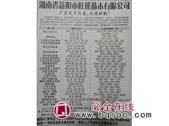 湖南苗木网 益阳香樟基地 精品香樟园 湖南香樟精品大树供应图1