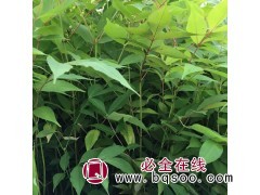 黄柏种植基地 吉林黄菠萝价格 黄菠萝品质好 吉林白山四海苗圃图1