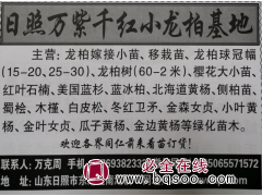 龙柏球冠幅15-30公分 龙柏小苗 日照小龙柏基地 万紫千红图1