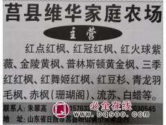 专红枫 红点红枫苗 山东红枫网 红枫基地 系列红枫苗品种供应图1