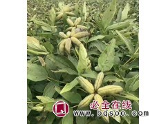 牡丹籽 牡丹种植 牡丹苗 油用牡丹苗 蓝田四年油用牡丹苗图1