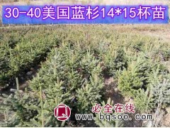 供应 2年生 14X15杯 30-40公分美国蓝杉树苗图3