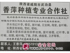 陕西苗木网 香萍苗木合作社专供红叶李苗 精品红叶李苗图1