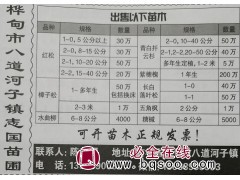 1-3米樟子松现货供应 吉林樟子松苗大量供应 吉林苗木网图1