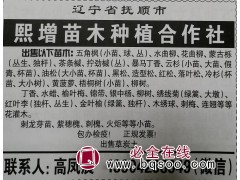 辽宁苗木 清原熙增苗木合作社供应五角枫小苗 五角枫球 五角枫图1