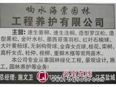 盐城苗木网 江苏苗木供应 专供速生垂柳 垂柳树 园林绿化图1