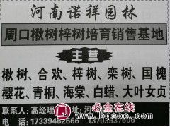 河南楸树网 太康苗木基地 专供金丝楸树 楸树基地 楸树精品苗图1