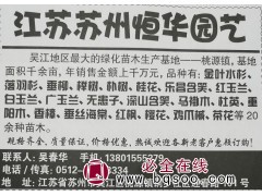 江苏苗木网 恒华园艺专供榉树 精品榉树 园林工程榉树苗 榉树图1