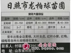 专供龙柏球 日照龙柏球基地 各种规格龙柏球供应 山东龙柏球图1