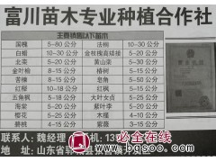 山东苗木基地 菏泽苗木网 菏泽富川苗木专供国槐 速生国槐苗图1