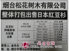 红豆杉种植基地大批量出售；红豆杉带土坨65000多棵图1