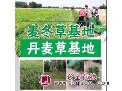 菏泽麦冬草基地 丹麦草供应 亚威种植合作社专业供应麦冬草图1