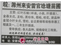 专供红叶石楠杯苗，红叶石楠小苗，红叶石楠扦插苗 滁州苗木网图1