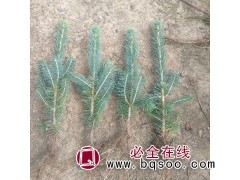 云杉 云杉种植基地 云杉直销 吉林苗木网 吉林四海苗圃基地图1