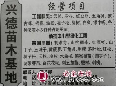 东北苗木网 专供云杉小苗 云杉钵苗 云杉基地 辽宁兴德苗木图1