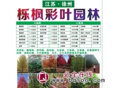 专业供应3-20公分娜塔栎精品树 娜塔栎基地 栎枫彩叶园林图1