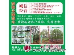 香樟定植容器苗 精品香樟树 益阳香樟树基地 益阳永隆苗木基地图1