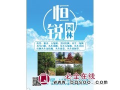 出售银杏树 邳州银杏基地 银杏大树 恒锐园林苗木基地 银杏树图1