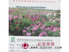 专业花海建设 成建牡丹 芍药观赏园 德胜牡丹园 百花牡丹图1