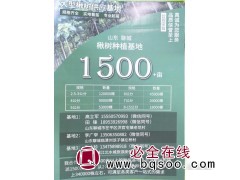 1500亩2-15公分楸树基地 聊城楸树基地 供楸树 楸树价图1