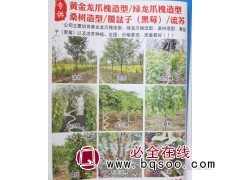 专供黄金龙抓槐造型树 龙抓槐造型树 山东龙爪槐价格表 龙抓槐图1