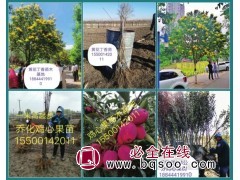 富春 丛生黄花丁香 吉林黄花丁香基地 富春苗木 黄花丁香专供图1