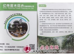 保定白蜡基地 白蜡价格表 亿珠苗木 河北苗木 白蜡工程苗图1